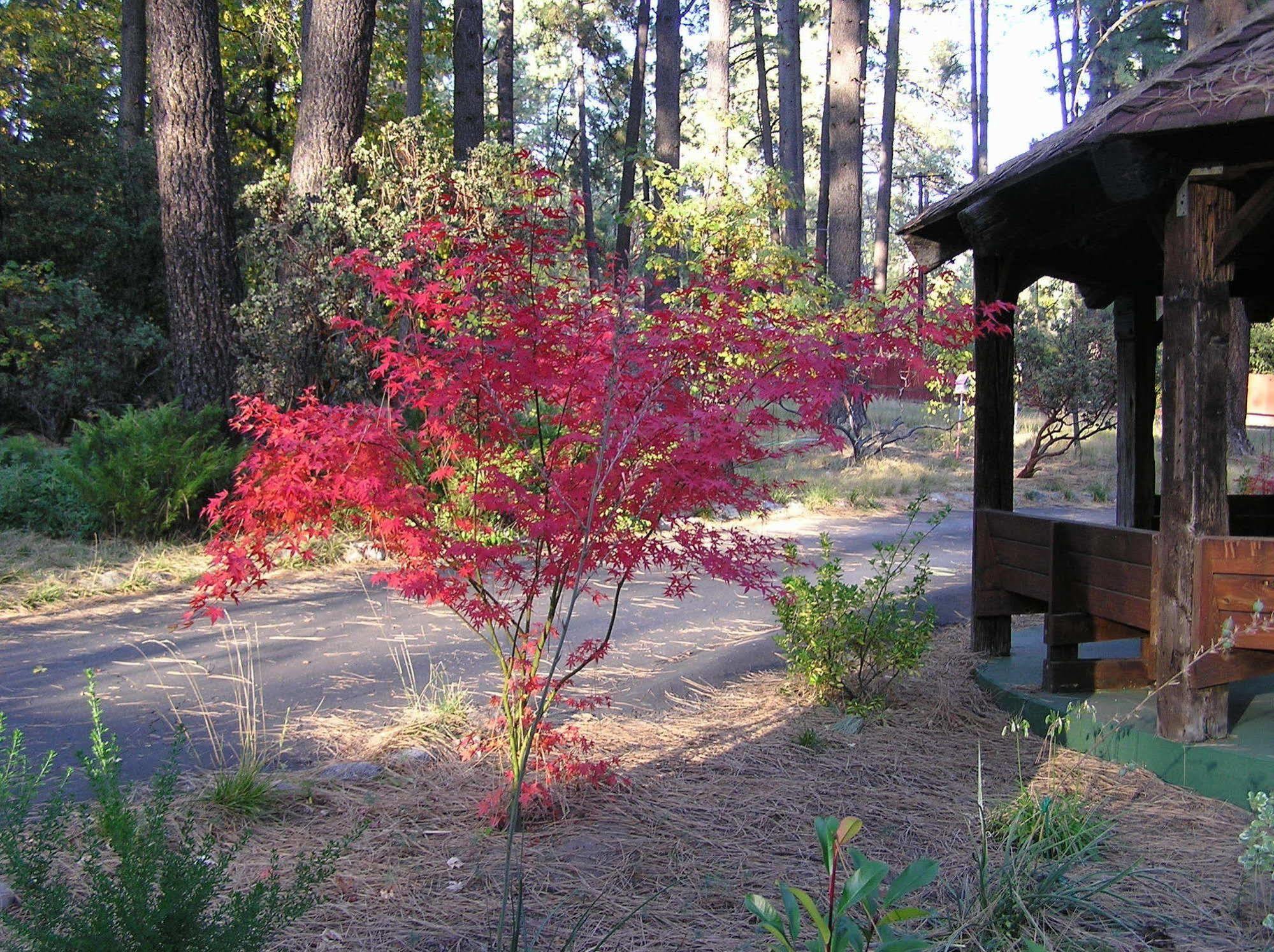 Quiet Creek Inn Idyllwild Exteriör bild