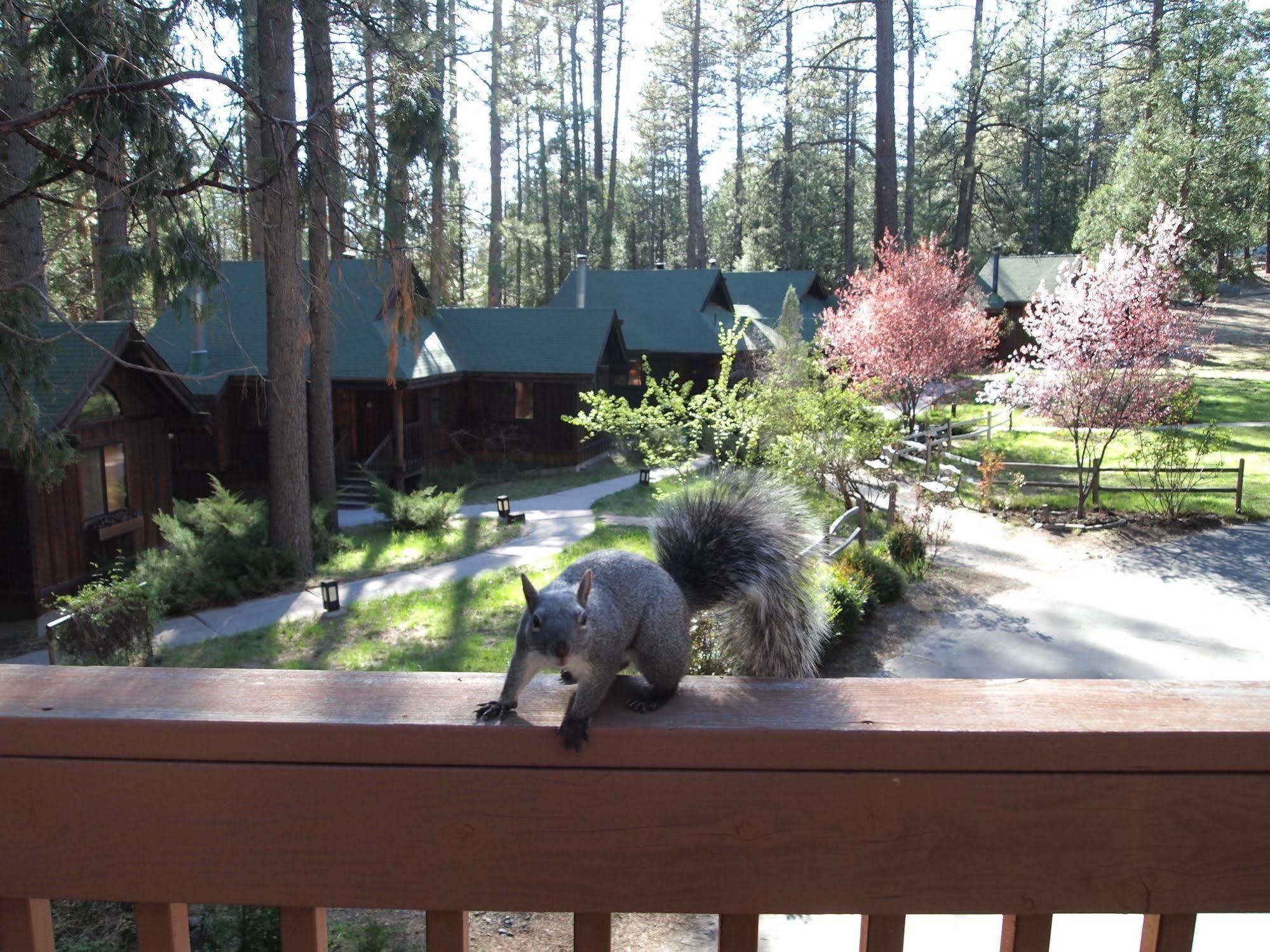 Quiet Creek Inn Idyllwild Exteriör bild